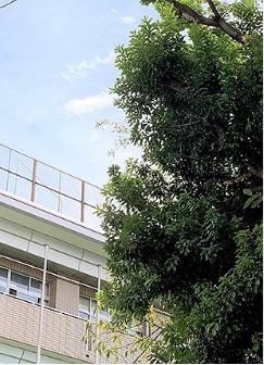 概要・沿革