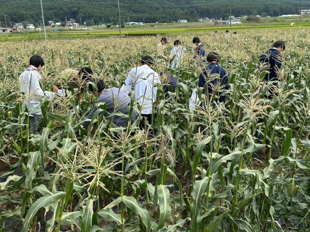 とうもろこし２０２３